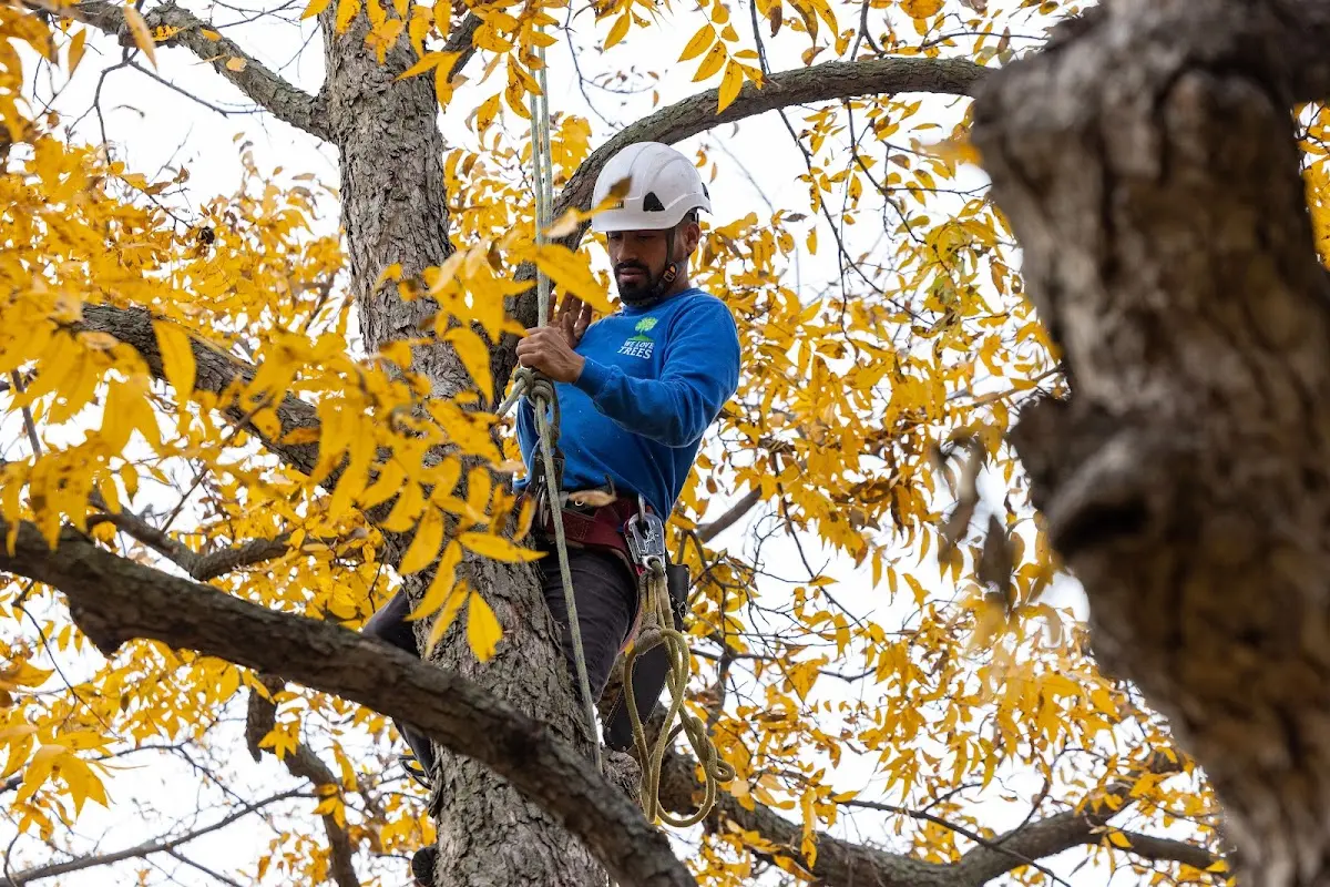 Skilled Tree Planing crew working in Vail